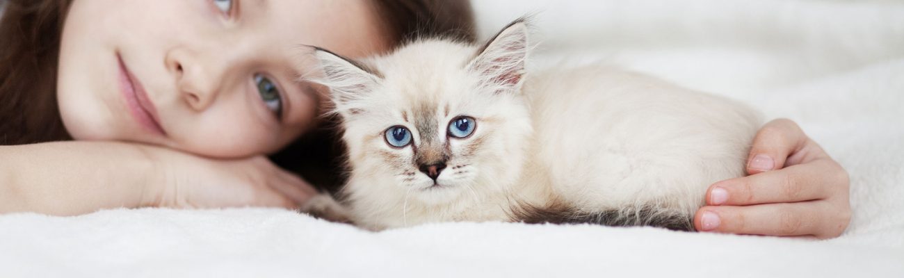 planes-salud-gato-cachorro