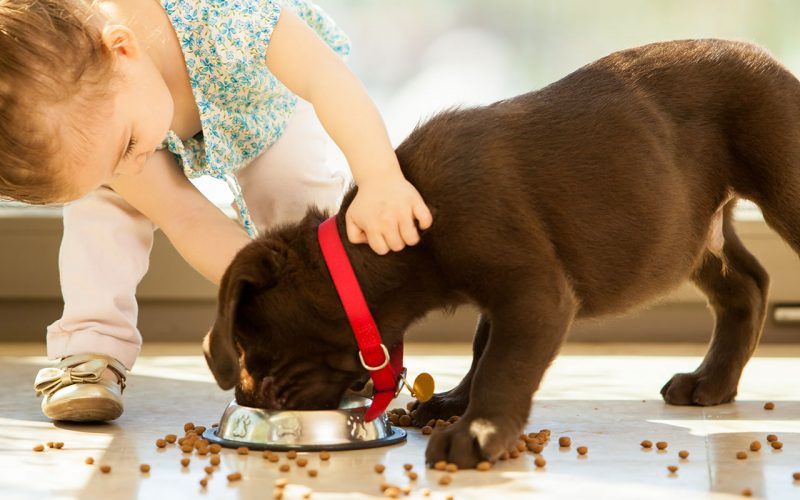 planes-salud-perro-cachorro