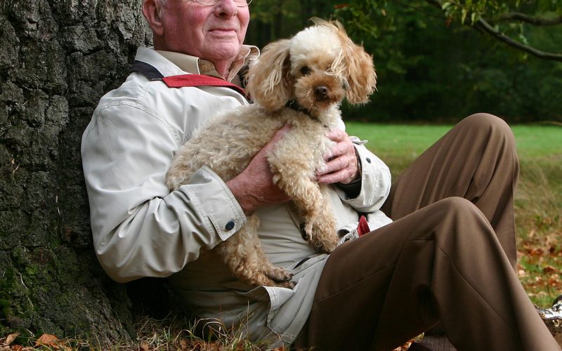 planes-salud-perro-senior