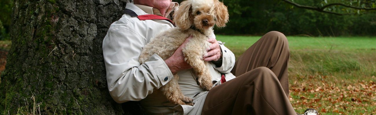 planes-salud-perro-senior