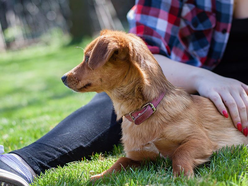 prevencion-perros-parasitos