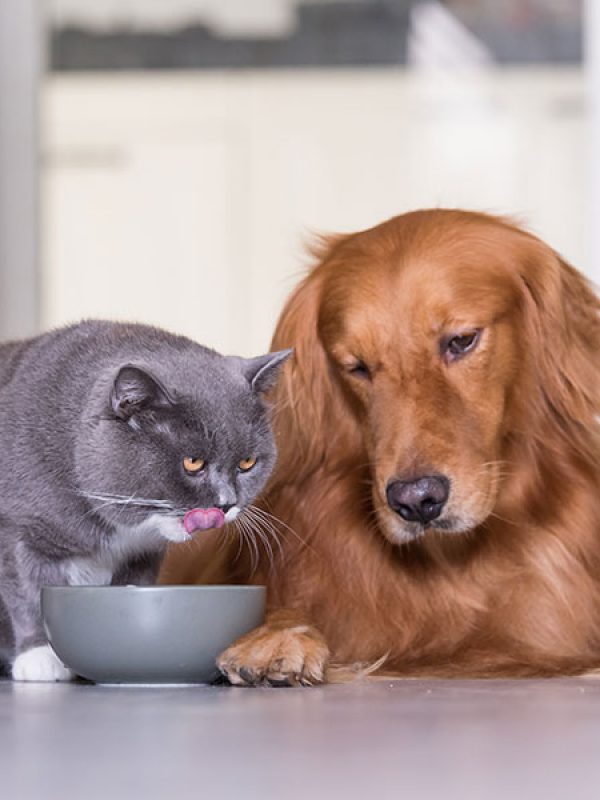 prevencion-tos-perrera