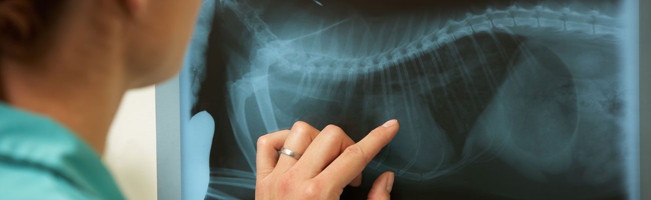 radiologia-mascotas-veterinario