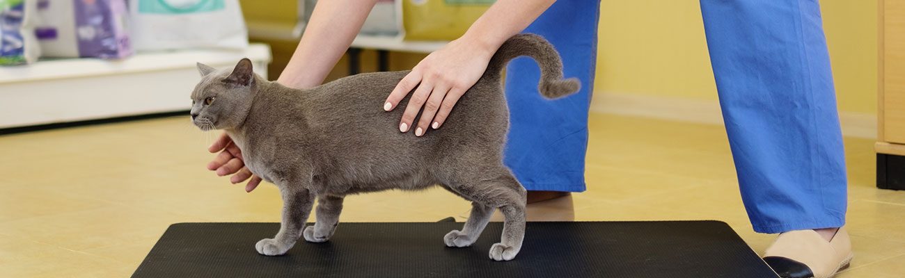 rehabilitacion-mascotas-veterinario