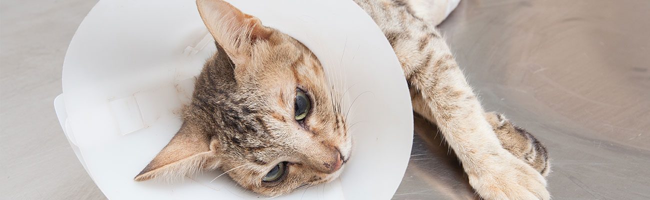 sala-hospitalizacion-gatos-veterinario