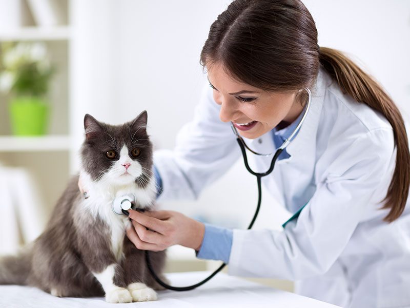 serveis-cardiacs-gat