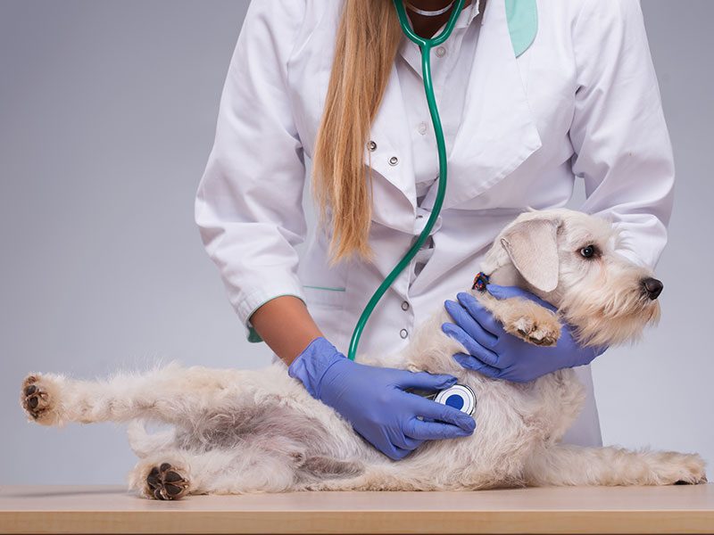 serveis-cardiacs-gos