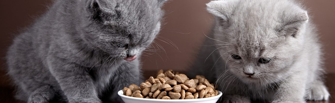 sobrepeso-dieta-mascotas