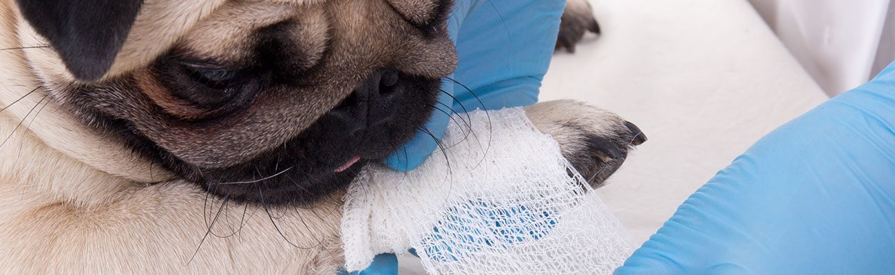 traumatologia-ortopedia-veterinario