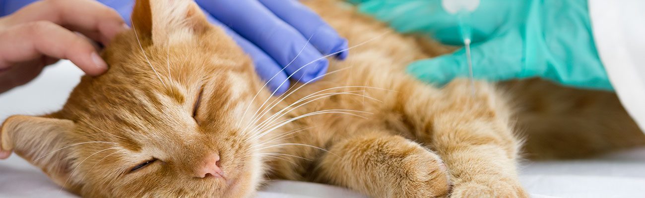 uci-veterinario-mascotas